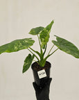 Alocasia Portora Variegata - SALE