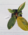 Philodendron 'Rojo Congo Variegated' - SALE