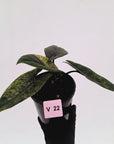 Alocasia scalprum 'Mint'