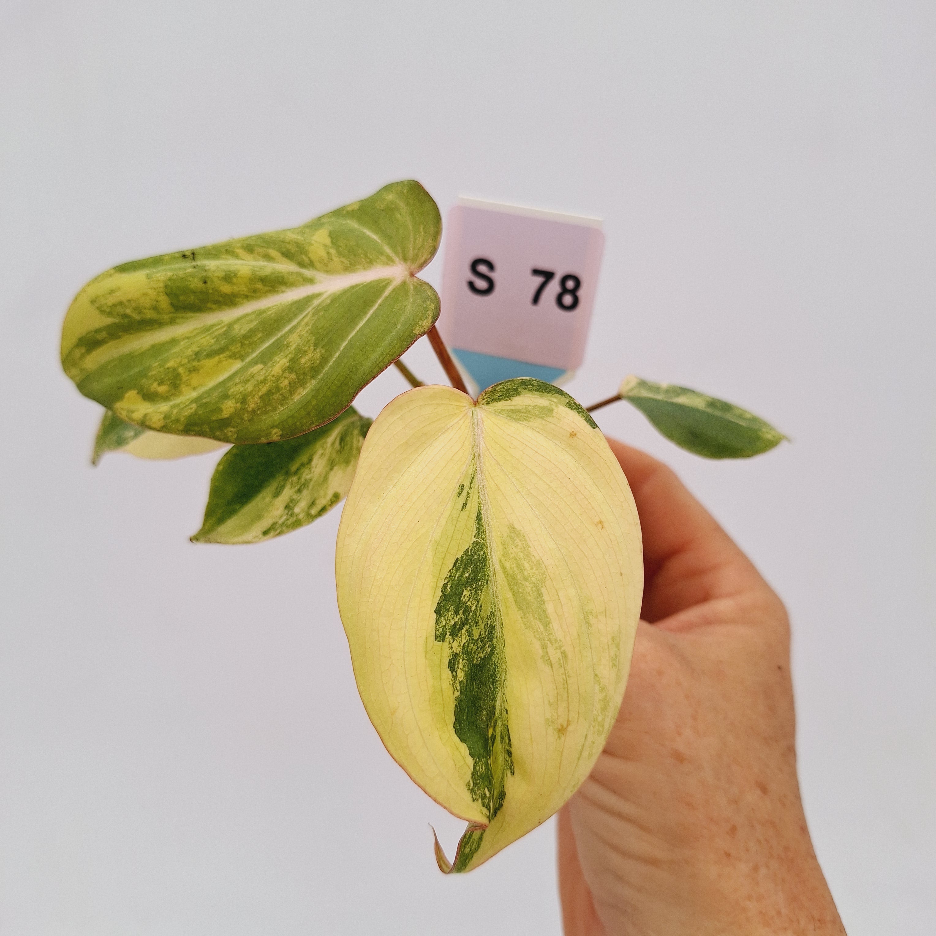 Philodendron gloriosum  variegata - Bare Bottom Baby