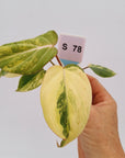 Philodendron gloriosum  variegata - Bare Bottom Baby