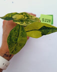 Alocasia ‘Simpo Aurea’ Variegata - Bare Bottom Baby