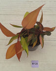 Philodendron 'Orange Princess' Sport