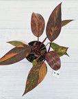 Philodendron 'Orange Princess' - FLASH SALE