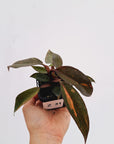 Philodendron 'Orange Princess'