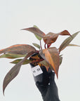 Philodendron 'Orange Princess' - FLASH SALE
