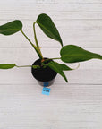 Monstera 'Burle Marx's Flame' - sale