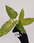 Homalomena sulcata ‘Cream Frost’ - SALE
