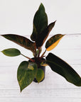 Philodendron 'Rojo Congo Variegated'