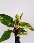 Philodendron imperial green variegata