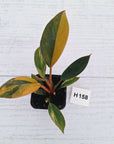 Philodendron 'Rojo Congo Variegated' - SALE
