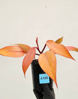 Philodendron 'Orange Princess'