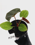 Anthurium 'Black Magic'