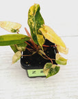 Philodendron billietiae Variegata