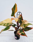 Philodendron erubescens Strawberry Shake