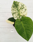 Monstera Deliciosa 'Mint'
