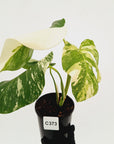 Monstera borsigiana 'Albo'