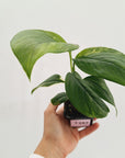 Monstera Lechleriana Variegated