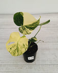 Monstera deliciosa Thai Constellation Sports