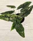 Alocasia ‘Simpo Albo’ Variegata - SALE