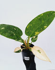 Philodendron Green Congo Variegata (Nuclear)