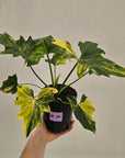Philodendron bipinnatifidum variegata - SALE