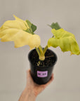 Philodendron warscewiczii 'Gold Variegata'