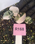 Alocasia reginula 'Black Velvet variegata' - Bare Bottom Baby