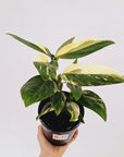 Monstera standleyana 'Cobra' - SALE