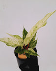 Anthurium Hookeri NOID