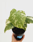 Monstera deliciosa Thai Constellation Sports