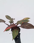 Philodendron 'Orange Princess' - FLASH SALE