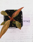 Philodendron 'Orange Princess'
