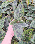Aglaonema pictum tricolor × rotundum ‘Red Army’ - Bare Bottom Baby