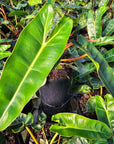 Philodendron billietiae