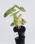 Alocasia 'Morocco' Variegated - SALE