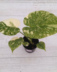 Monstera deliciosa Thai Constellation Sports