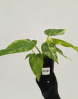 Philodendron giganteum Blizzard - SALE