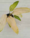 Philodendron 'Whipple Way'