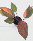 Philodendron 'Orange Princess' - FLASH SALE