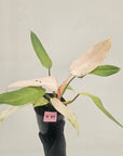 Philodendron 'Whipple Way'