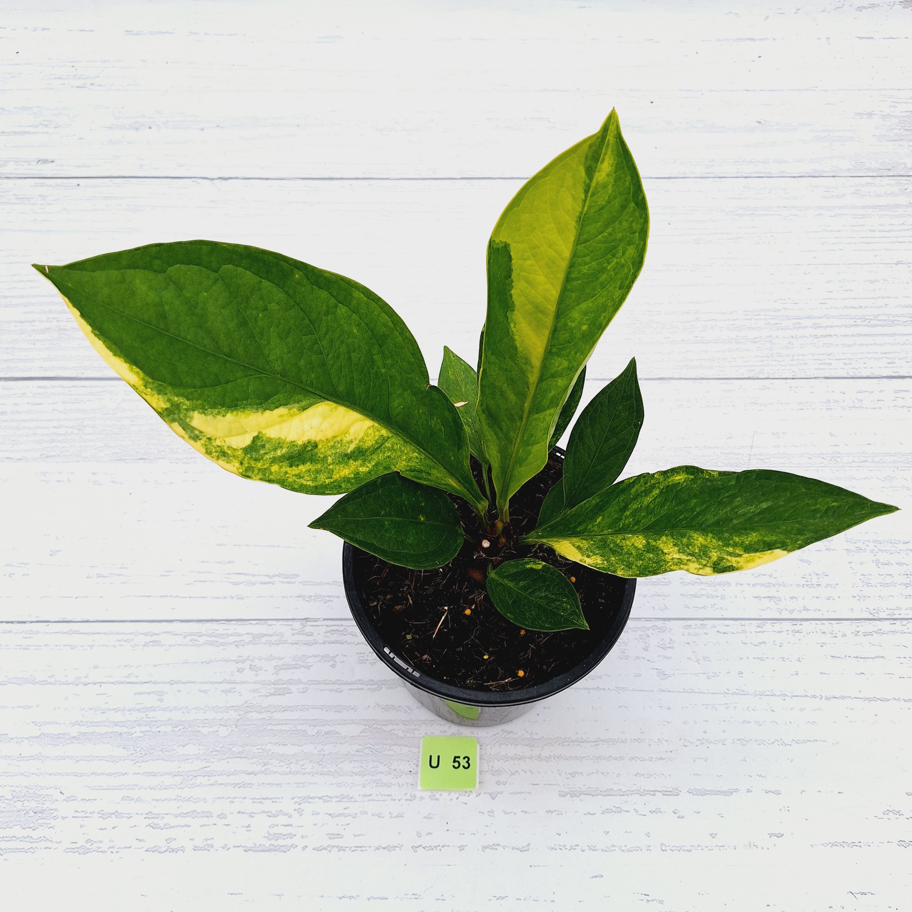 Anthurium jenmanii Variegata