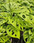 Monstera friedrichsthalii 'Monkey Mask'
