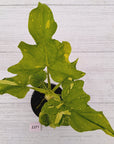 Philodendron warscewiczii Gold Variegata