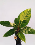 Philodendron imperial green variegata