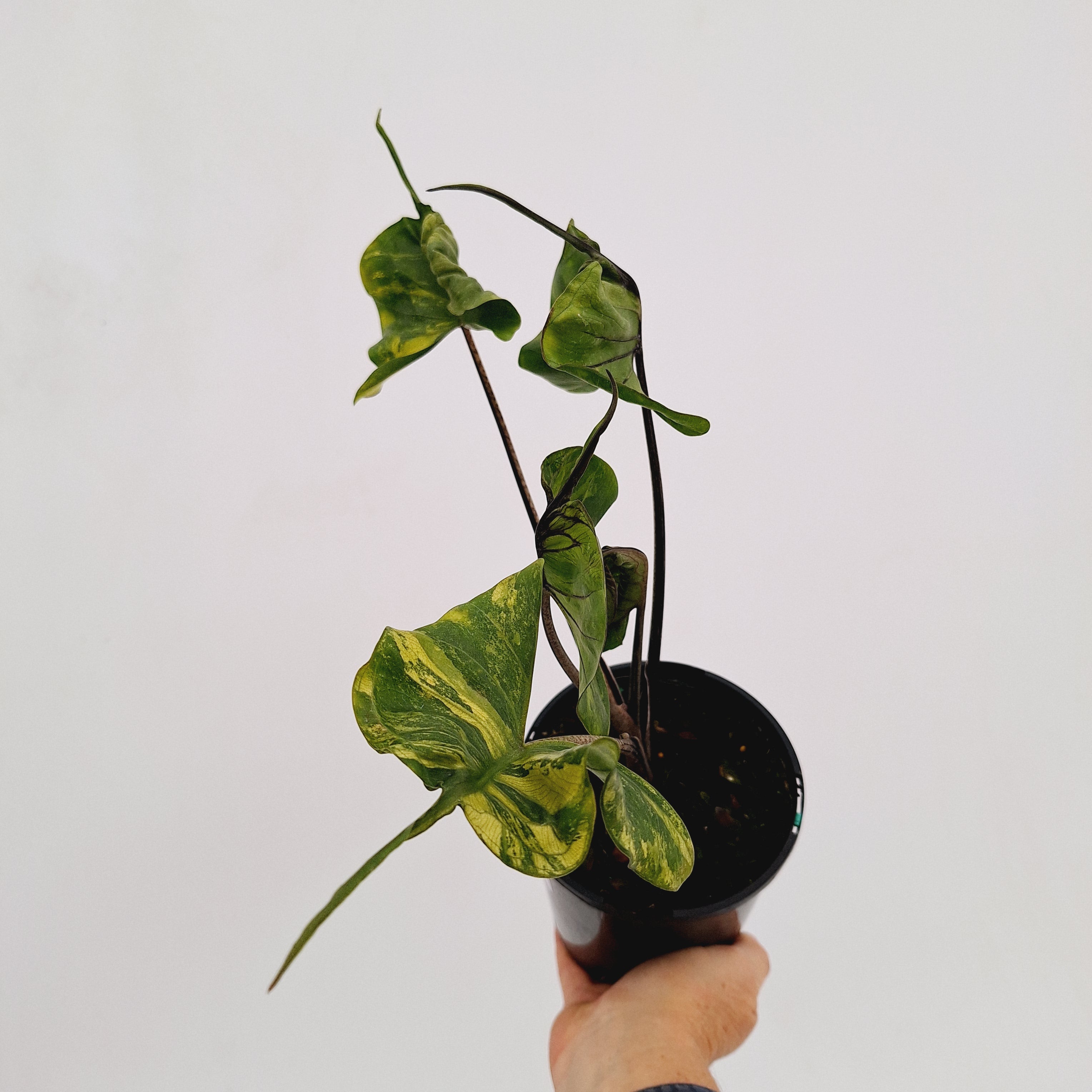 Alocasia macrorrhizos 'Stingray Aurea' Variegata