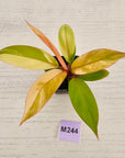Philodendron Prince of Orange variegated - SALE