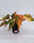 Philodendron erubescens Strawberry Shake