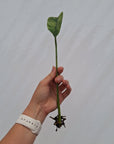Epipremnum giganteum variegata - Bare Bottom Baby