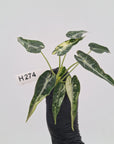 Alocasia Amazonica bambino Variegata - Bare Bottom Baby - SALE